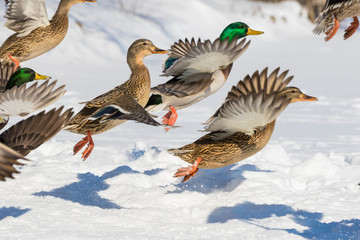Mallards in winter