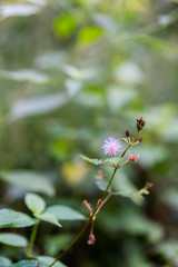 Touch me not plant flower in selective focus. Green background with copy space. Mimosa pudica inflorescence