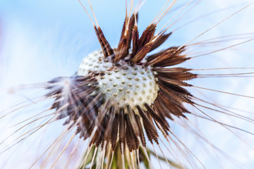 Naklejka na ściany i meble Dandelion seeds blowing in wind in summer on blue background