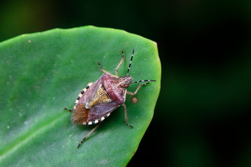 Stink bug on green leaves, North China