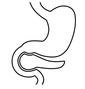 recommend clip art: Human internal organs: Stomach and Pancreas. Line art design. Vector image