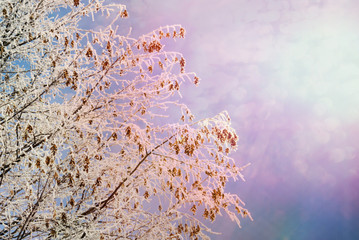 Winter background with sky, tree and snow