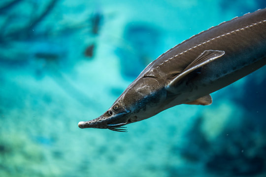 Accipenser naccarii underwater, Adriatic sturgeon swimming underwater