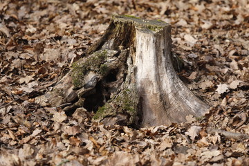Alter Baumstumpf im Ökosystem Wald