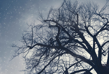 Winter background with sky, tree and snow