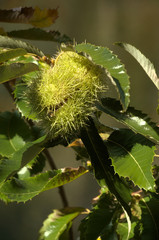 Chestnut fruiting on tree above Walenstadt in the Swiss Alps
