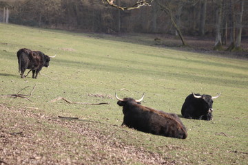 Braune Auerochsen, Herde auf Wiese