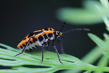 Stink bug on green leaves, North China