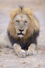 Male lion portrait in the wilderness, single male lion Africa