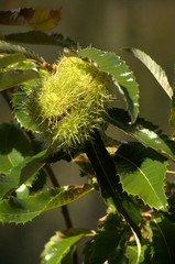 Chestnut fruiting on tree above Walenstadt in the Swiss Alps