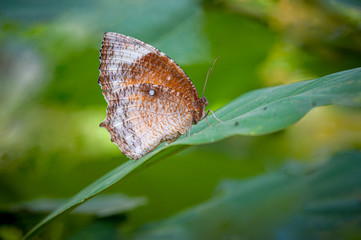 Fototapeta na wymiar Common palmfly butterfly or Elymnias hypermnestra