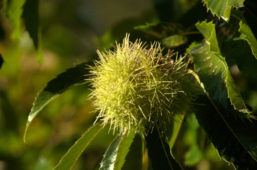 Chestnut fruiting on tree above Walenstadt in the Swiss Alps