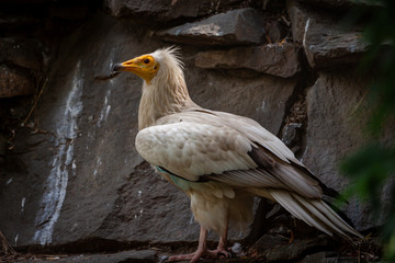 Bald Headed Eagle