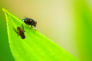 two fly on the green leaf after the rain