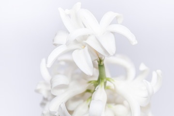 Fototapeta na wymiar Hyacinthus orientalis (common hyacinth, garden hyacinth or Dutch hyacinth)