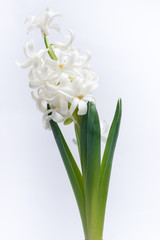 Hyacinthus orientalis (common hyacinth, garden hyacinth or Dutch hyacinth)