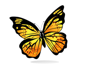 Vector images, butterflies on a white background