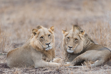 Male lion coalition, lions in the wilderness, lion brothers