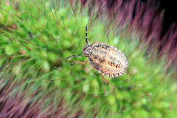 Stink bug on green leaves, North China