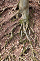 Baumwurzel Detail der Buche im Wald als close up