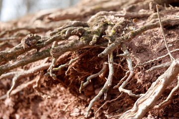 Viele alte Baumwurzeln im Wald als close up