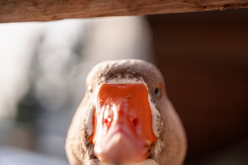 Anser anser close up macro photography, grey goose close-up Image