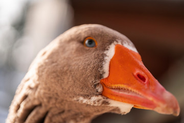 Anser anser close up macro photography, grey goose close-up Image