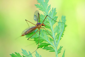 mosquitoes insect on green leaves, North China