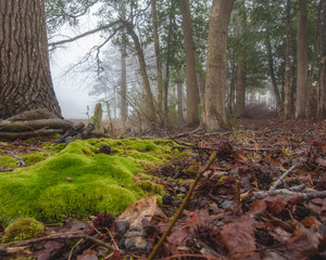 Low angle view of forest floor