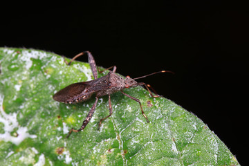 Stink bug on green leaves, North China