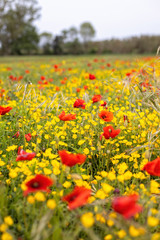 Spring flower meadow with poppy and yellow flowers