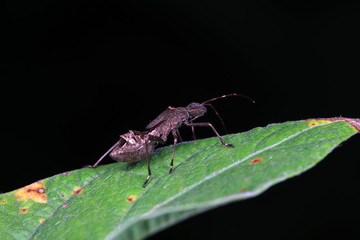 Stink bug on green leaves, North China