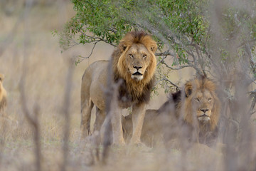 Fototapeta na wymiar Male lion coalition, lions in the wilderness, lion brothers
