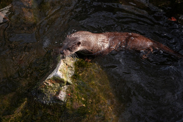 Lutra lutra close up photography, otter close-up wildlife image