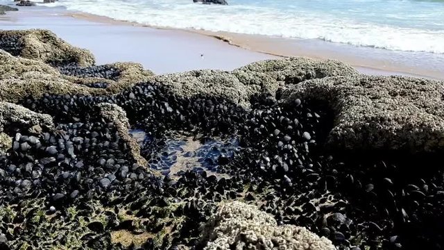 Praia em Portugal com rocha de mexilh&atilde;o