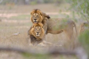 Male lion coalition, lions in the wilderness, lion brothers