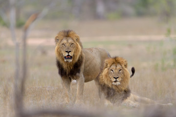 Male lion coalition, lions in the wilderness, lion brothers