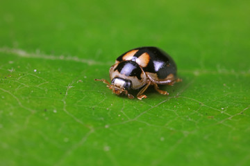 ladybugs in natural state, North China