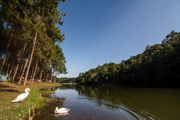 Landscape of pine trees near the reservoir