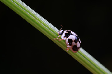 ladybugs in natural state, North China