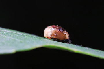 Propylaea japonica pupa on the green leaves, North China