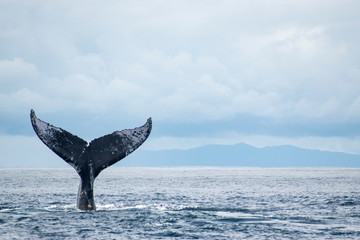 Humpback whale tail in the air sky background © estebanduquem
