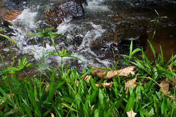 stream in the forest