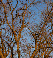 dry tree with moon in the background