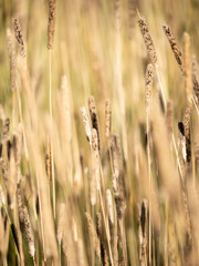 Obraz premium Sedges growing on a meadow before hay harvest during a warm summers day.