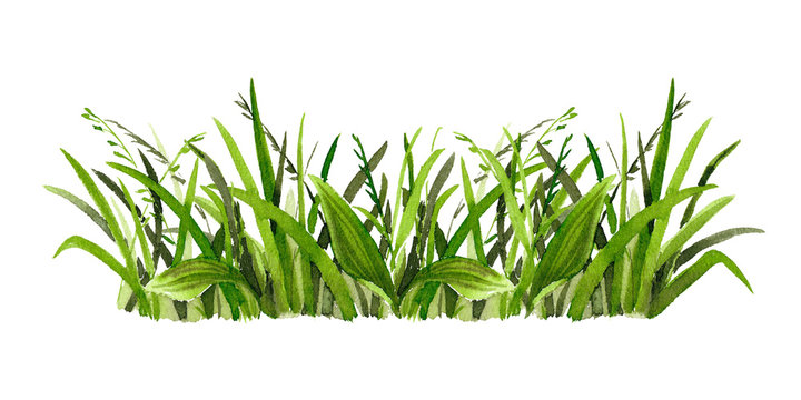 Watercolor grass on white background. Hand drawn light green  spring fresh floral background.