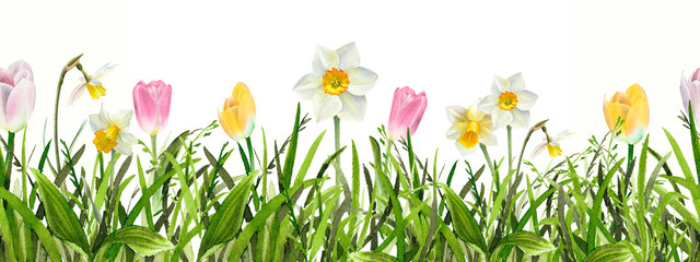 Fototapety  Akwarela trawa z tulipanów i kwiatów narcyzów. Ręcznie rysowane jasnozielonej wiosny świeży kwiatowy tło. Granica pozioma. Wzór. Ilustracja botaniczna