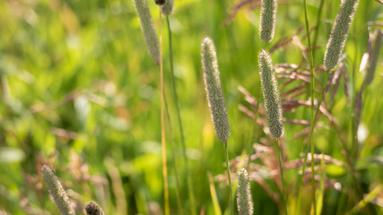 Close up shot of grasses on an alpine meadow in BC, Canada.