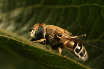 Syrphidae in natural state, North China