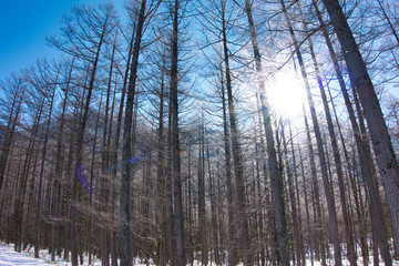 上高地, 北アルプス, 冬, 雪, 青空, 風景, 木漏れ日